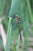 IMG_0072_Golden-ringed_Dragonfly_female